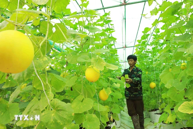 Trồng dưa trong nhà màng. (Ảnh: Vũ Sinh/TTXVN) ttxvn_trong dua.jpg