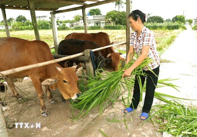 Nông dân chăn nuôi bò. (Ảnh: Vũ Sinh/TTXVN) ttxvn_chan nuoi bo.jpg
