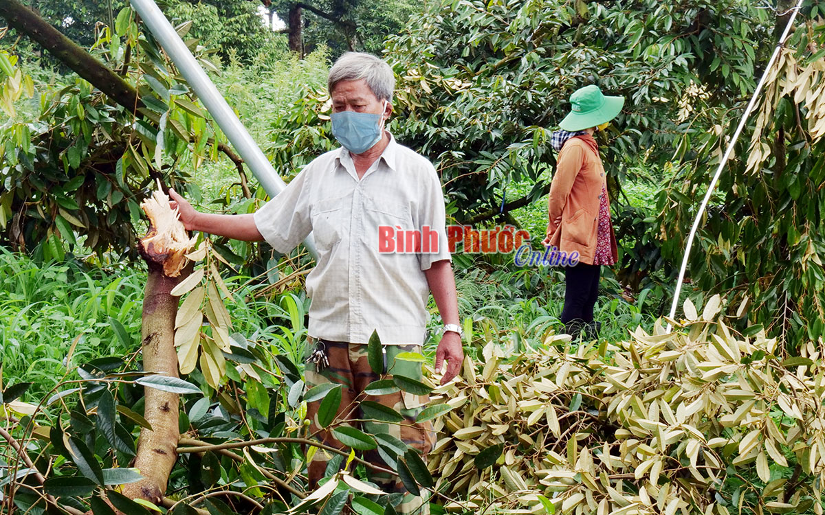 Nỗi buồn sầu riêng… - Binh Phuoc, Tin tuc Binh Phuoc, Tin mới tỉnh ...