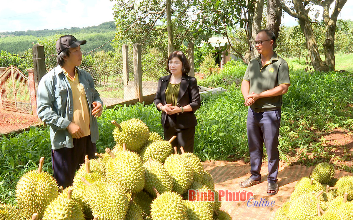 Nhiều tiềm năng từ chuỗi liên kết trồng sầu riêng