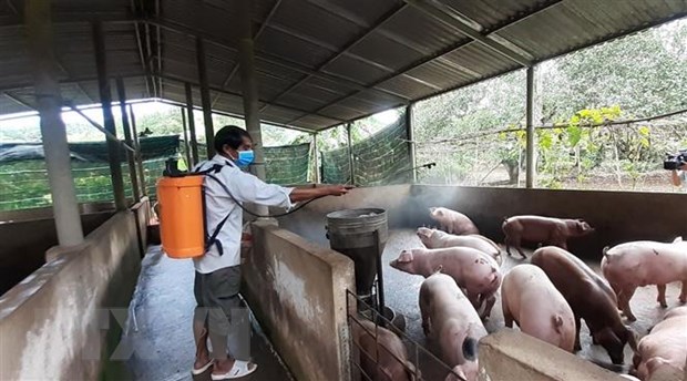 Viet Nam san xuat thanh cong vaccine phong benh ta lon chau Phi hinh anh 1