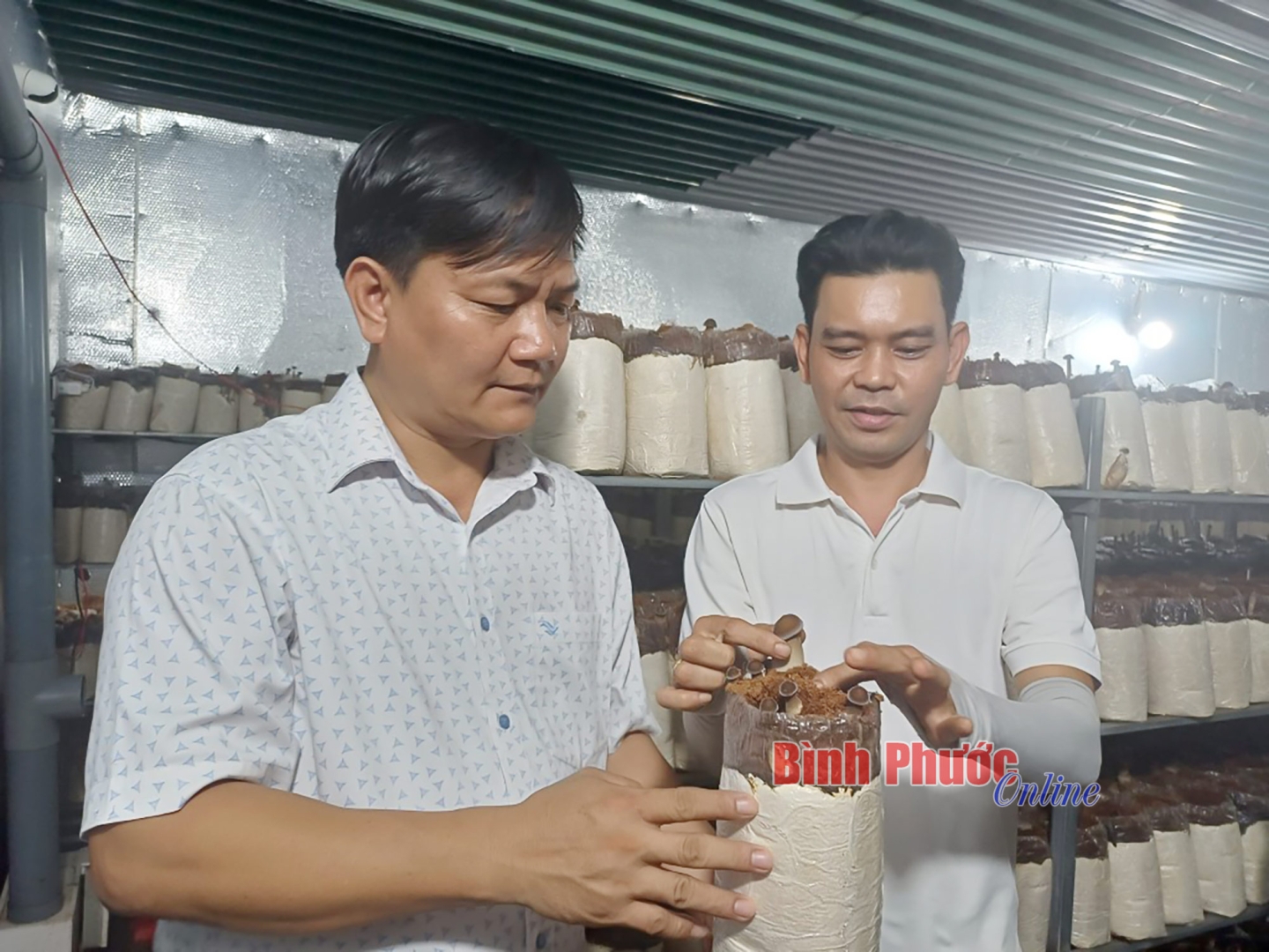 Bỏ phố về quê trồng nấm mối đen