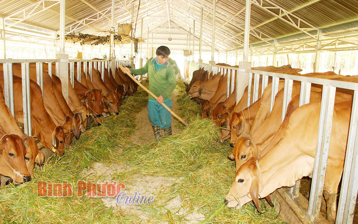 Phát triển vùng chăn nuôi an toàn dịch bệnh