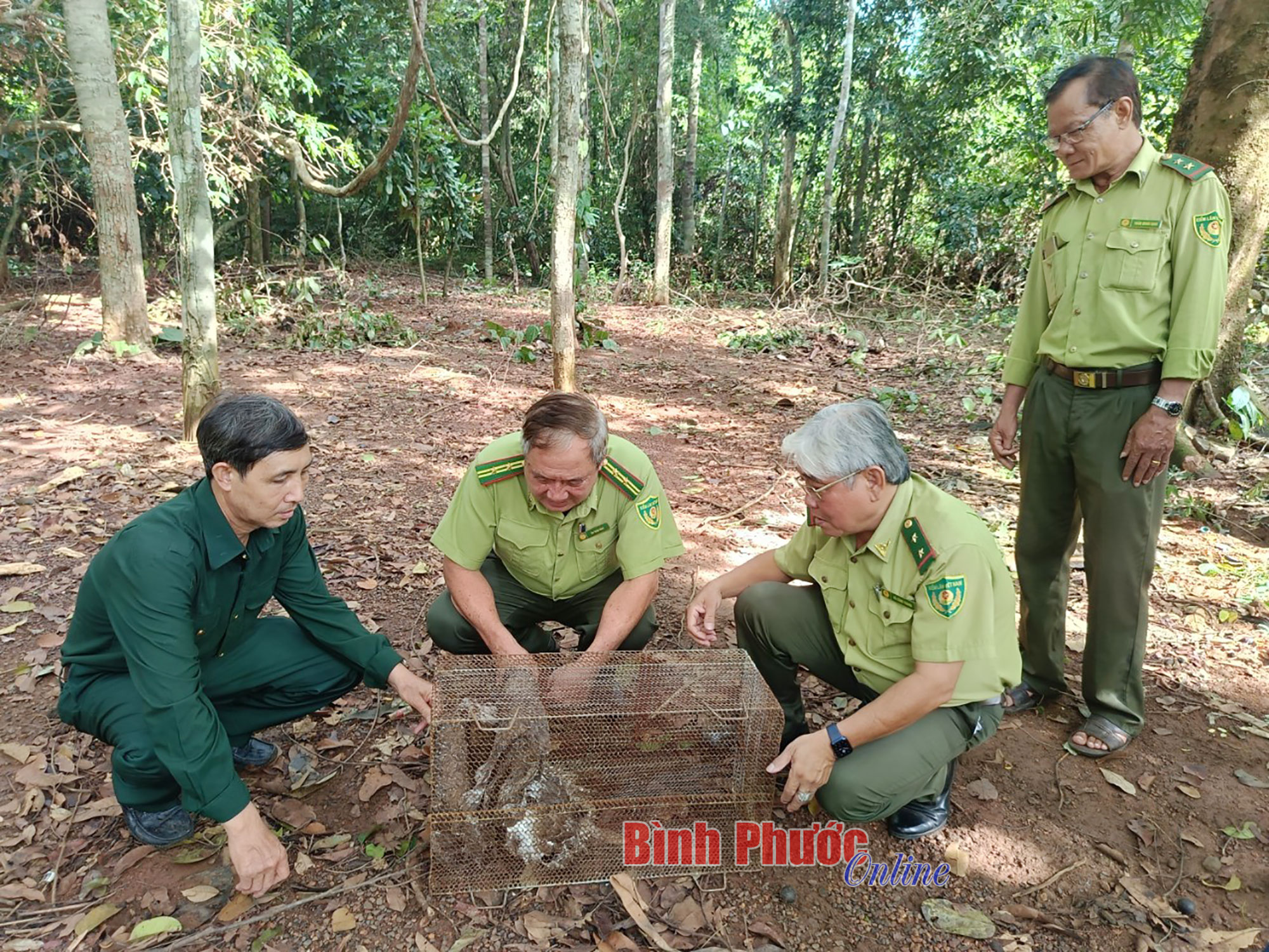 Bình Phước: Thả cá thể diều hoa Miến Điện về rừng tự nhiên