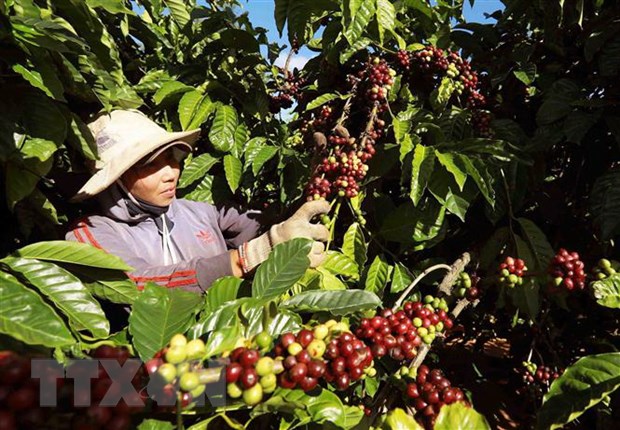 Làm thế nào để sản phẩm nông nghiệp nắm bắt cơ hội tại thị trường EU?