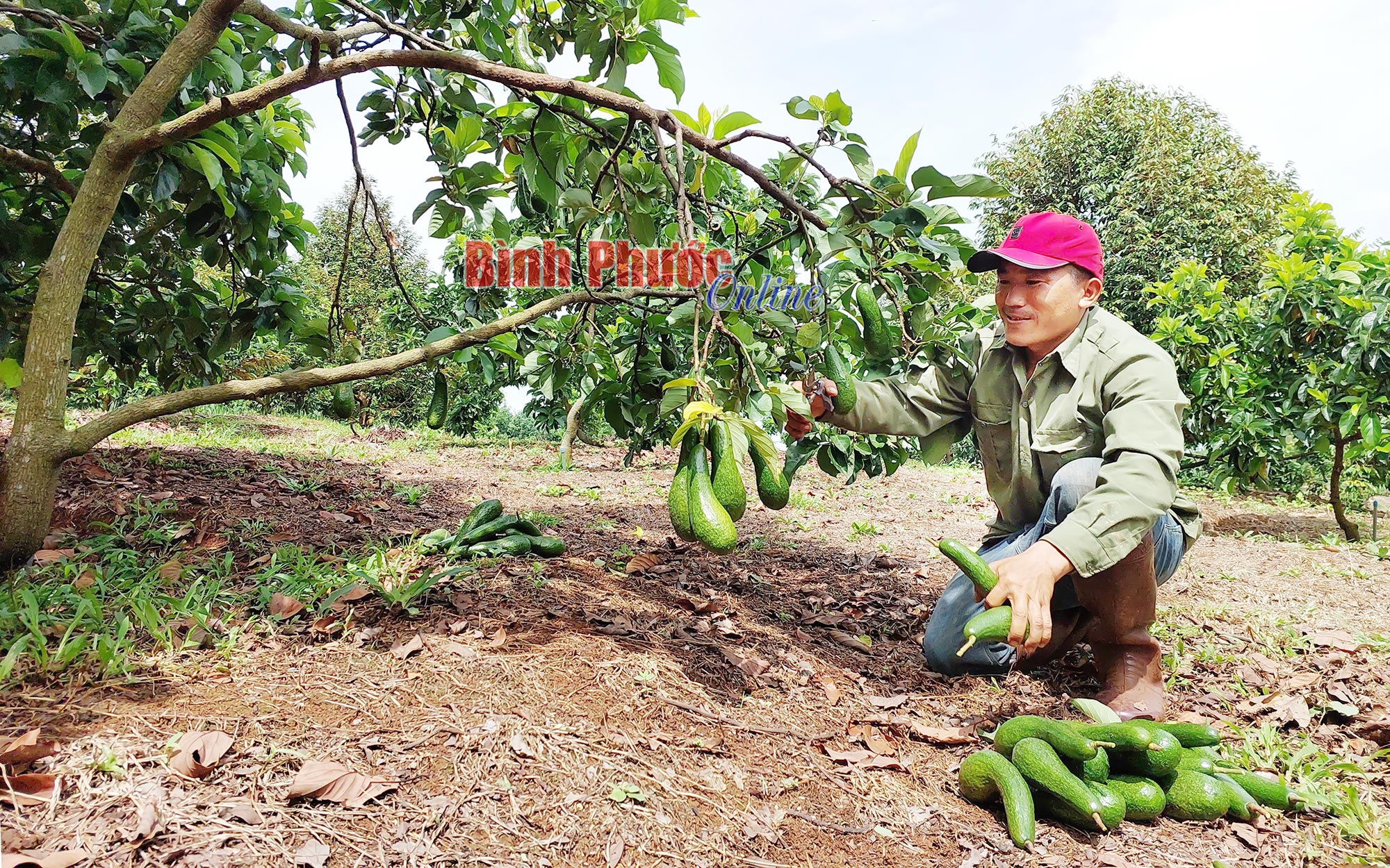 Phát triển kinh tế từ nông nghiệp