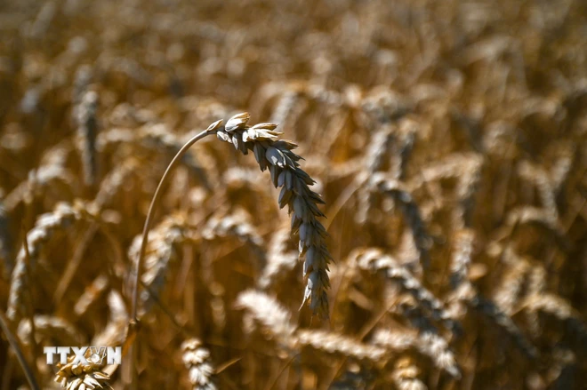 Lúa mỳ trên cánh đồng. (Ảnh: AFP/TTXVN) ttxvn lua mi Duc.jpg