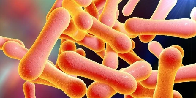 Vi khuẩn gây bệnh bạch hầu. (Nguồn: nfid) 0907vikhuanbachhau.jpg