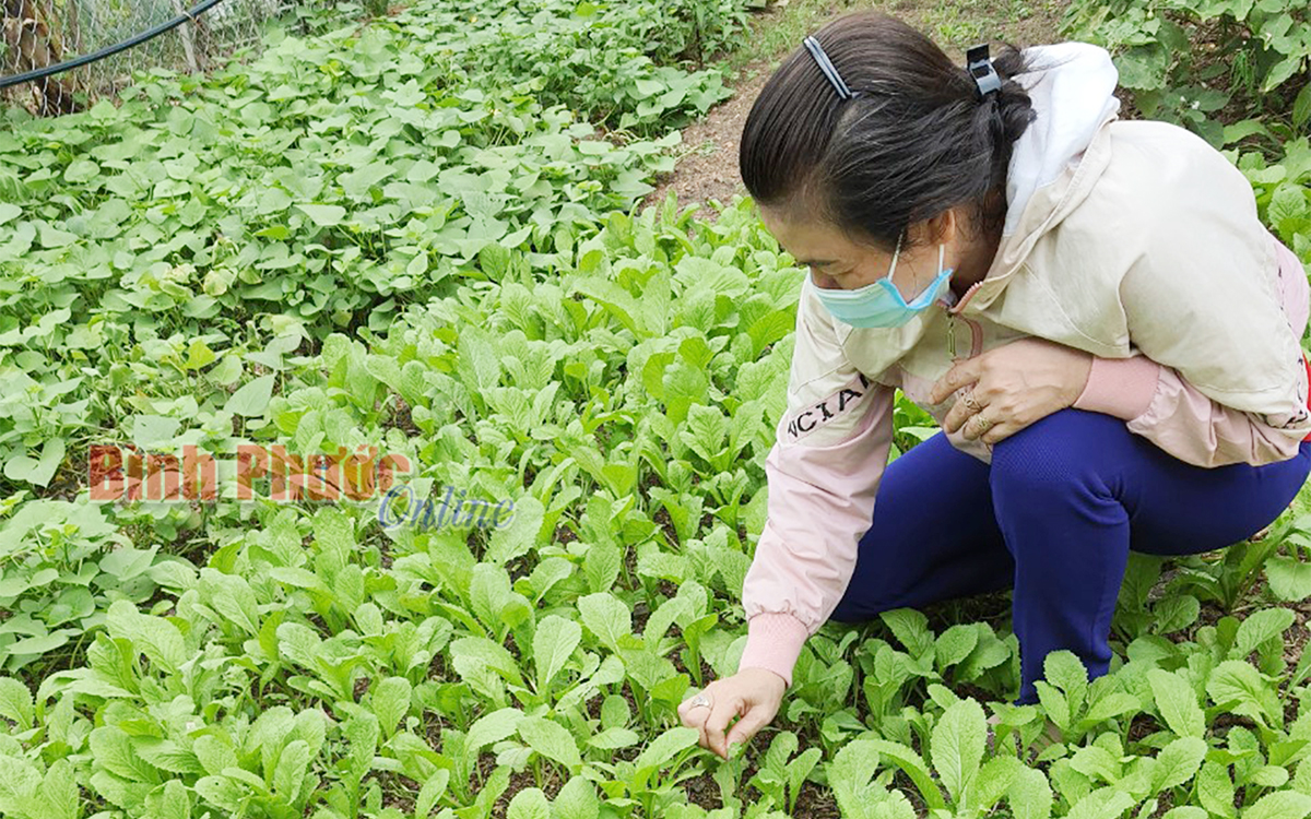 Thấm đậm tình làng nghĩa xóm