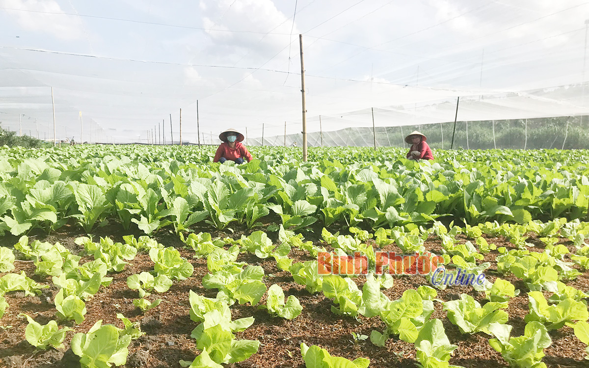 Đầy ắp nghĩa tình trong đại dịch