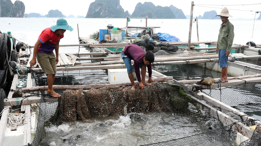 Mô hình nuôi cá song lồng bè tại thị trấn Cái Rồng, huyện Vân Đồn.