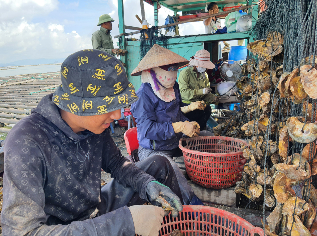 Với môi trường nuôi phù hợp, hàu cửa sông tại Quảng Yên được cho là phát triển tốt.