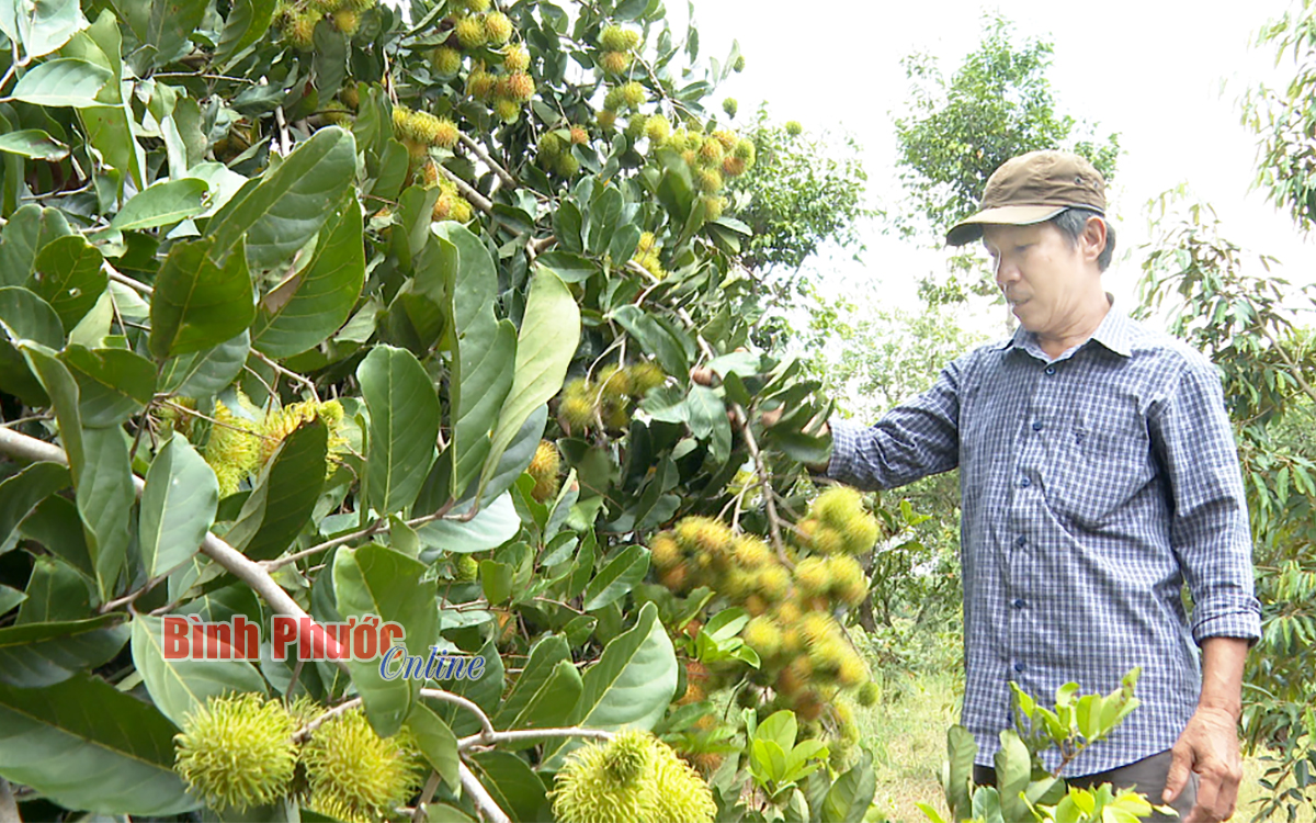 Nông dân ứng phó với giá phân bón tăng cao