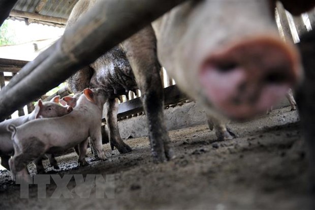 Vaccine phòng dịch tả lợn châu Phi có triển vọng tại Philippines hình ảnh 1 Vaccine phong dich ta lon chau Phi co trien vong tai Philippines hinh anh 1