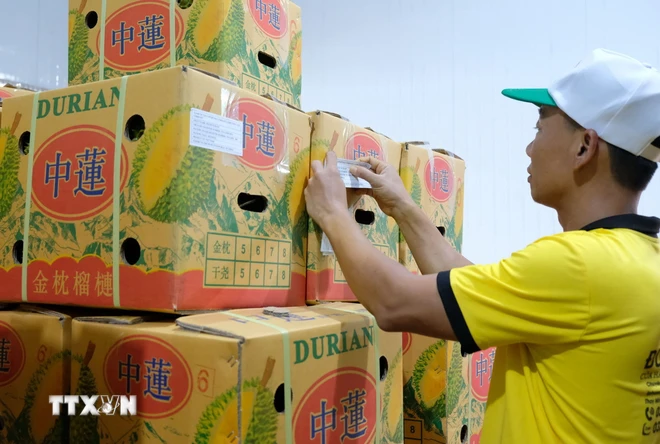 Lô sầu riêng xuất khẩu đầu tiên của Công ty Trách nhiệm hữu hạn thương mại sản xuất Long Thủy, xã Lộc An, huyện Bảo Lâm, Lâm Đồng. (Ảnh: Nguyễn Dũng/TTXVN) ttxvn_xuat_khau_hon_70_tan_sau_rieng_dau_tien_sang_trung_quoc.jpg