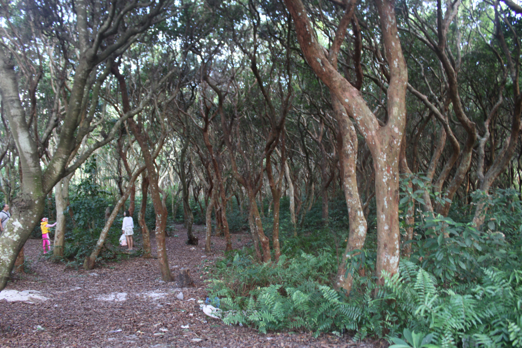 Rừng trâm cổ thụ trên xã đảo Minh Châu, huyện Vân Đồn. Ảnh: Phạm Học