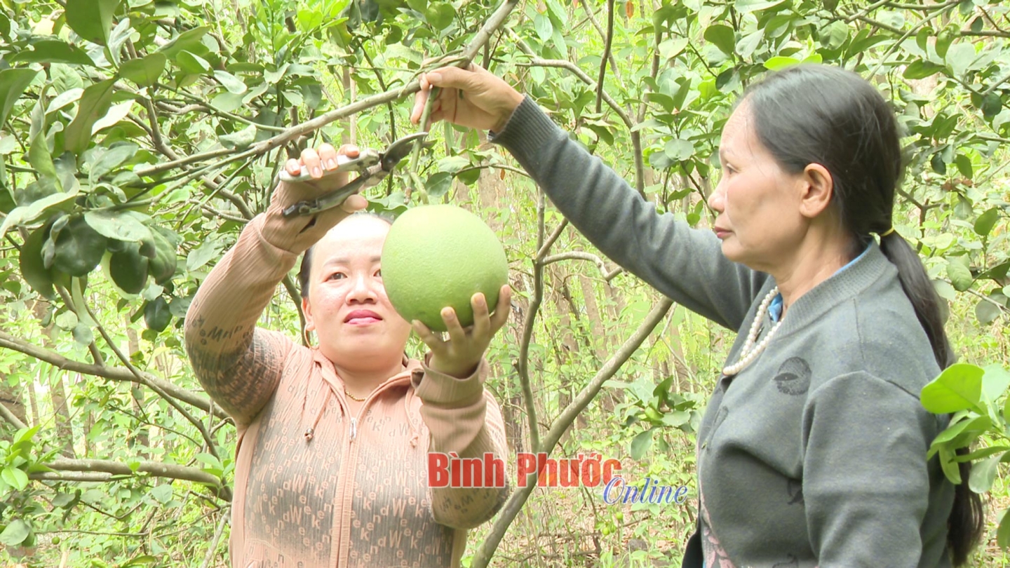 Triển vọng từ bưởi da xanh