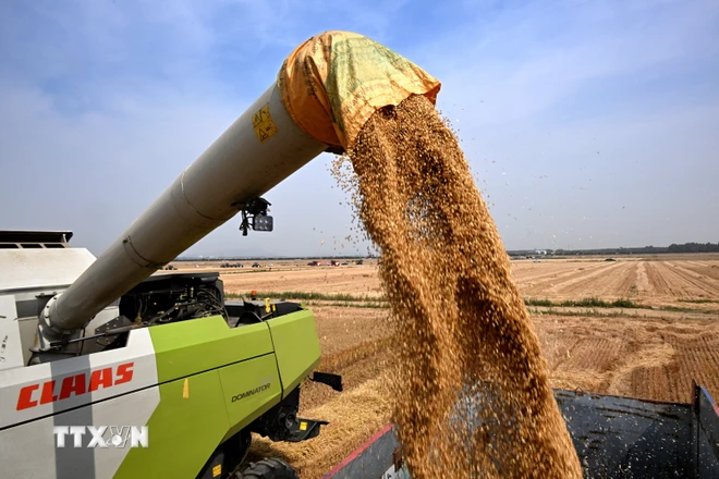 Nông dân thu hoạch lúa mì trên cánh đồng ở ngoại ô Amritsar, Ấn Độ. Ảnh: AFP/TTXVN ttxvn-lua my.jpg
