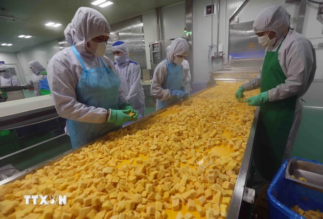 Cấp đông sản phẩm xoài xuất khẩu tại nhà máy của Công ty B'LaoFood (thành phố Bảo Lộc, tỉnh Lâm Đồng). (Ảnh: Vũ Sinh/TTXVN) ttxvn che bien xoai xuat khau.jpg