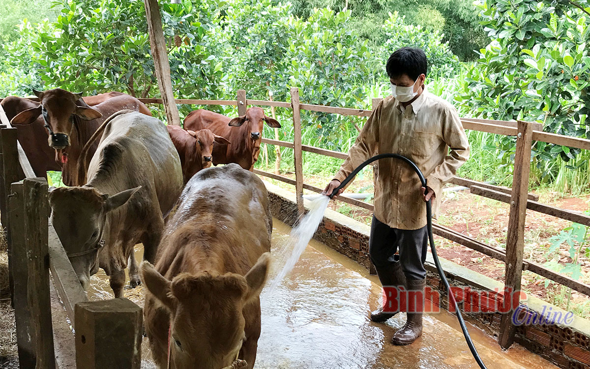 Lộc Ninh kiểm soát tốt bệnh viêm da nổi cục trên trâu, bò