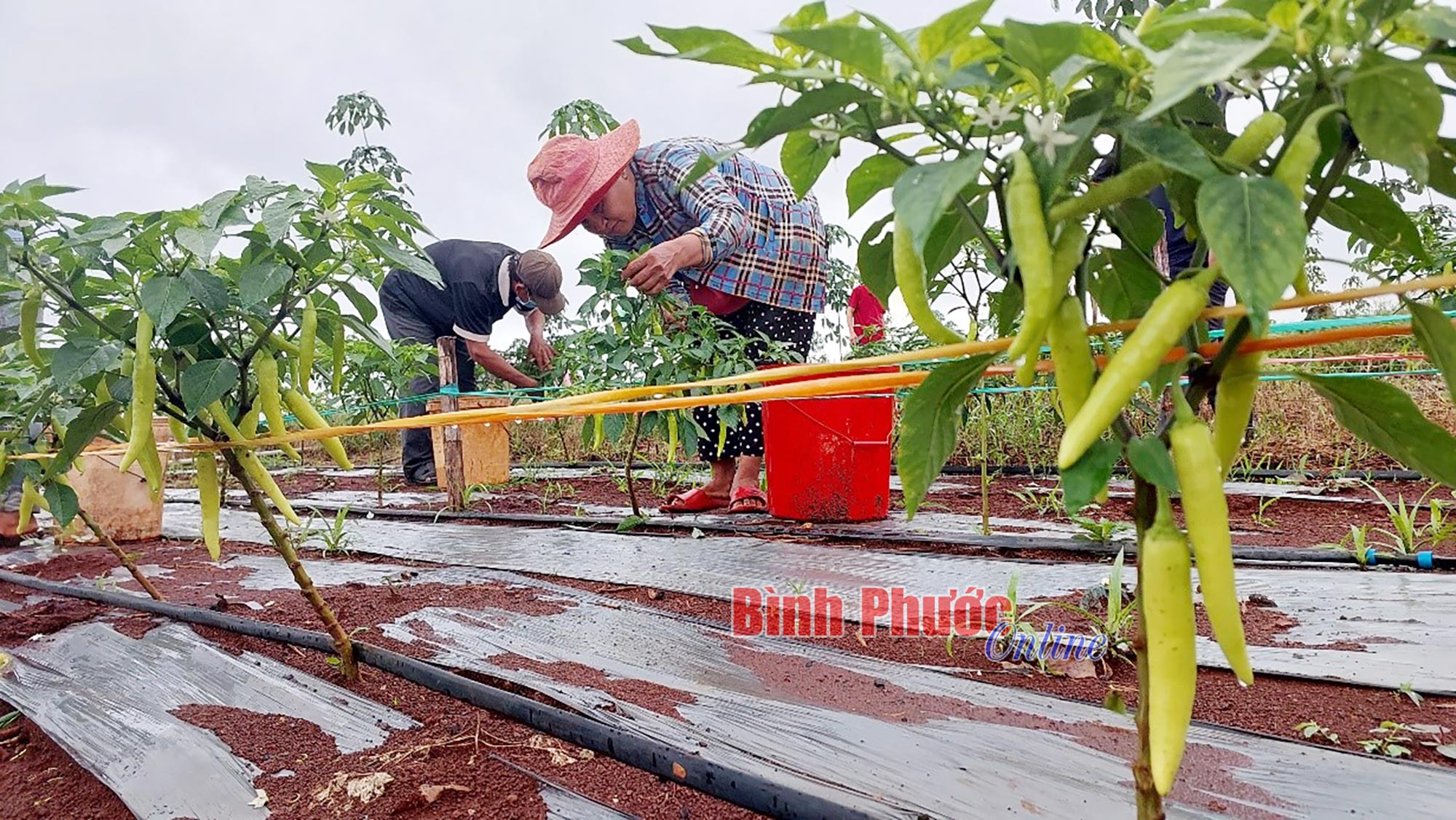 Kỹ thuật trồng ớt  Hiệu quả năng suất cao  Nextfarm