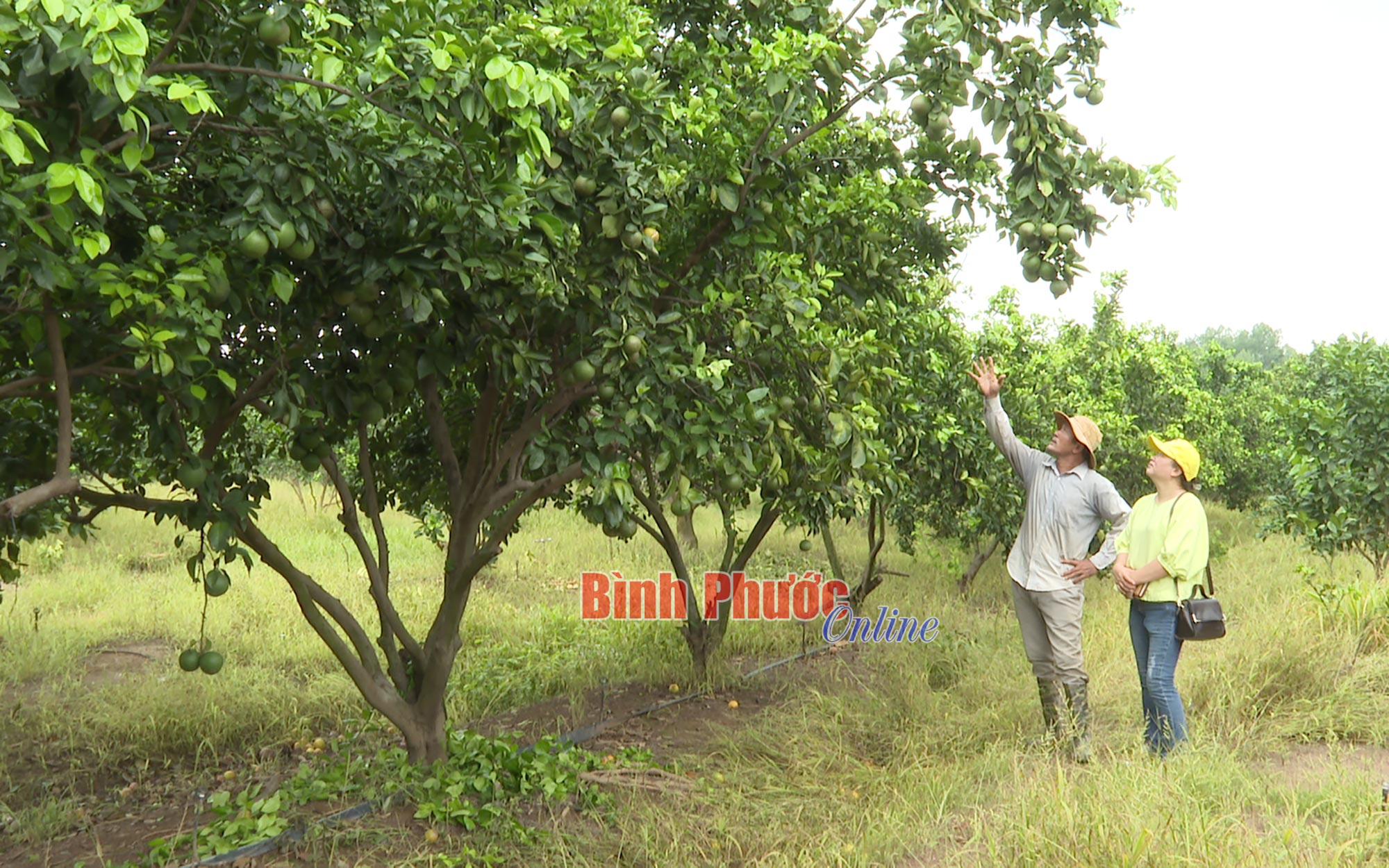 Tăng lợi ích kinh tế cho người trồng cam