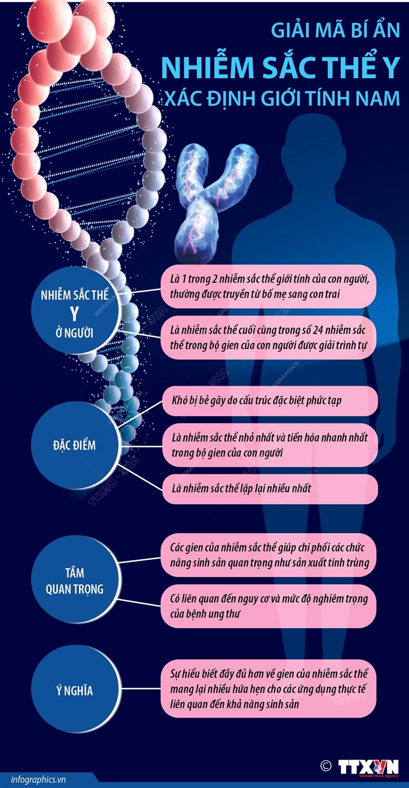 [Infographics] Giai ma bi an nhiem sac the Y xac dinh gioi tinh nam hinh anh 1