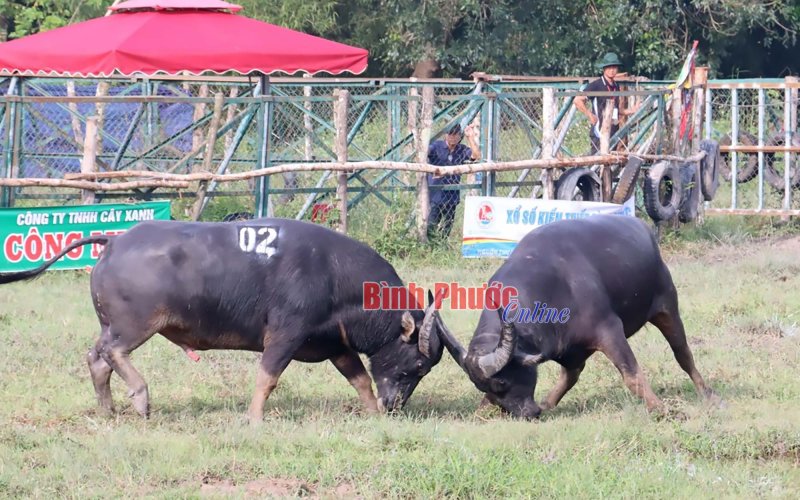 Lễ Hội Chọi Trâu Bình Phước 2023 - Nét Văn Hóa Độc Đáo