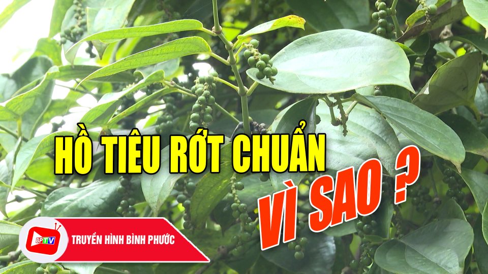 Bài học từ hồ tiêu rớt chuẩn |BPTV
