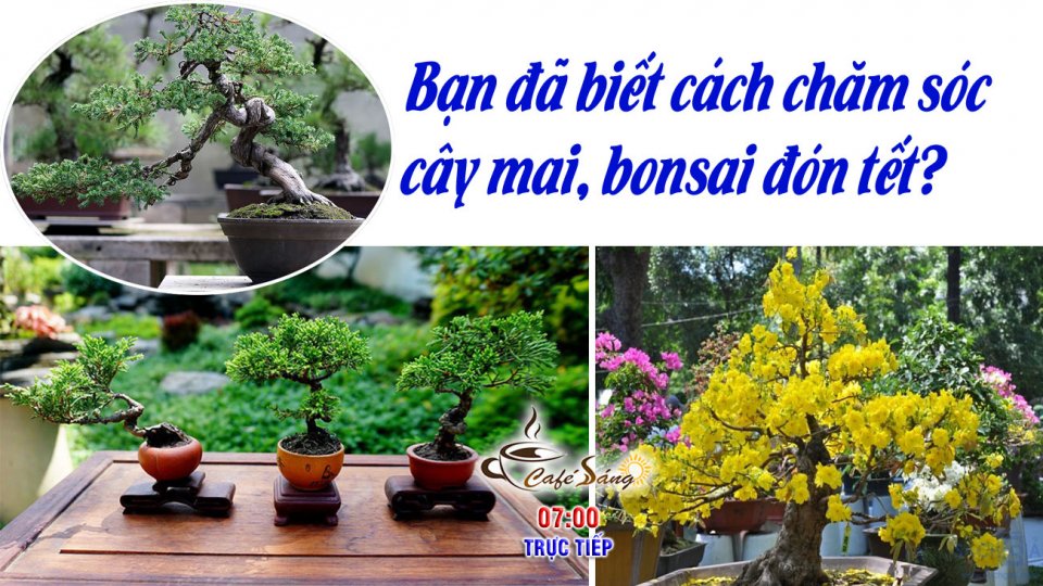 Bạn đã biết cách chăm sóc cây mai, bonsai đón Tết? |Cà phê sáng 16-12-2021 |BPTV