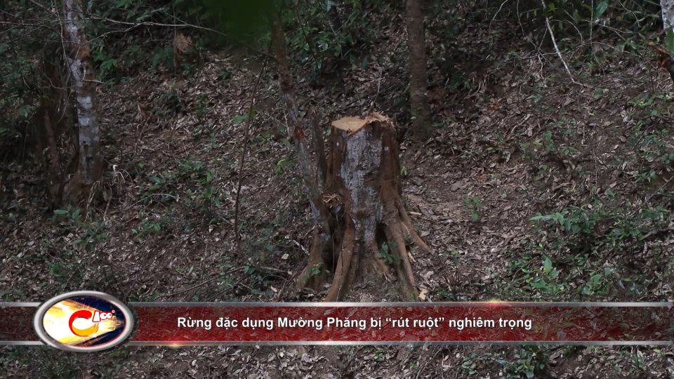 Bản tin 100 độ ngày 23-12: Rừng đặc dụng Mường Phăng bị “rút ruột” nghiêm trọng