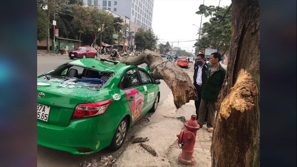 Bản tin 100 độ ngày 18-2: Dừng trả khách, taxi Mai Linh  bị cành cây đè bẹp dúm 