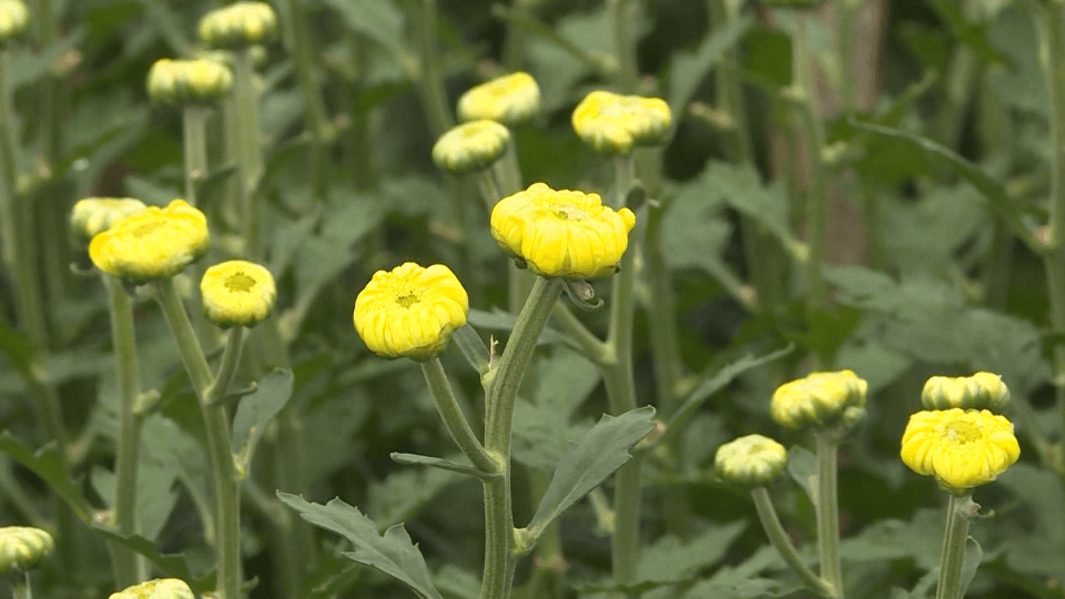 Bản tin 15h ngày 13-1-2022