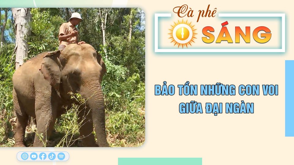 Bảo tồn những con voi giữa đại ngàn |Cà phê sáng 5-3-2023 ||BPTV