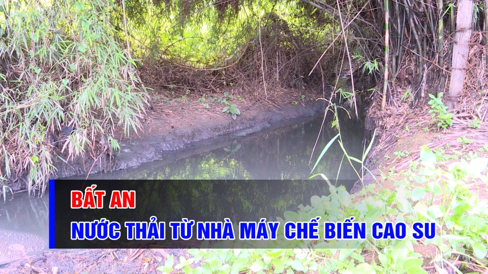 Bất an mùi hôi, nước thải từ nhà máy chế biến cao su | BPTV