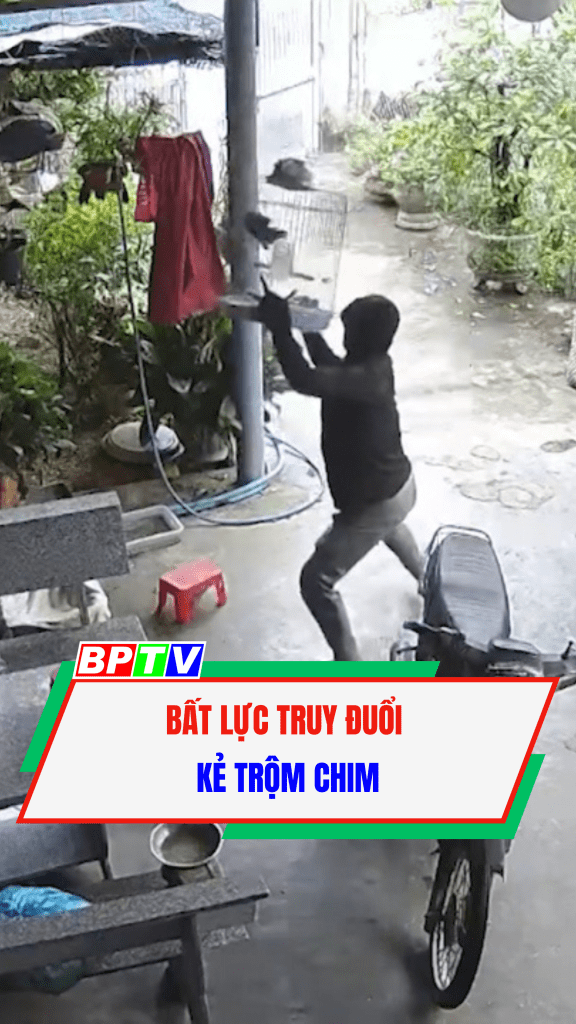 Bất lực truy đuổi kẻ trộm chim #shorts