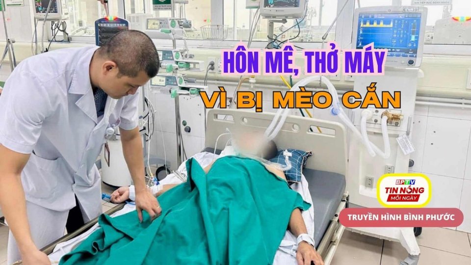 Bị mèo cắn vào tay, nam bệnh nhân hôn mê phải thở máy do mắc dại