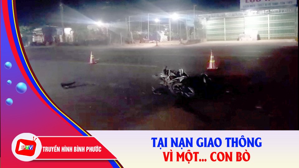 Bình Phước: 3 người gặp tai nạn giao thông vì… con bò |BPTV