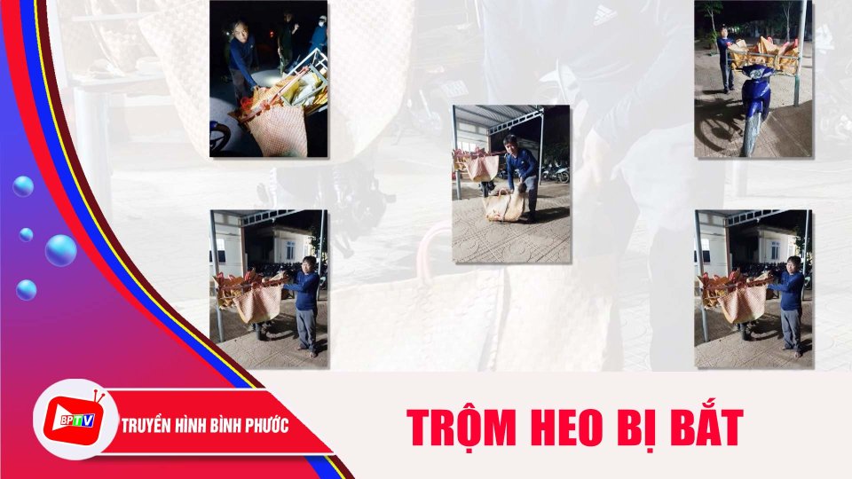 Bình Phước: Bắt đối tượng trộm 15 con heo giống |BPTV