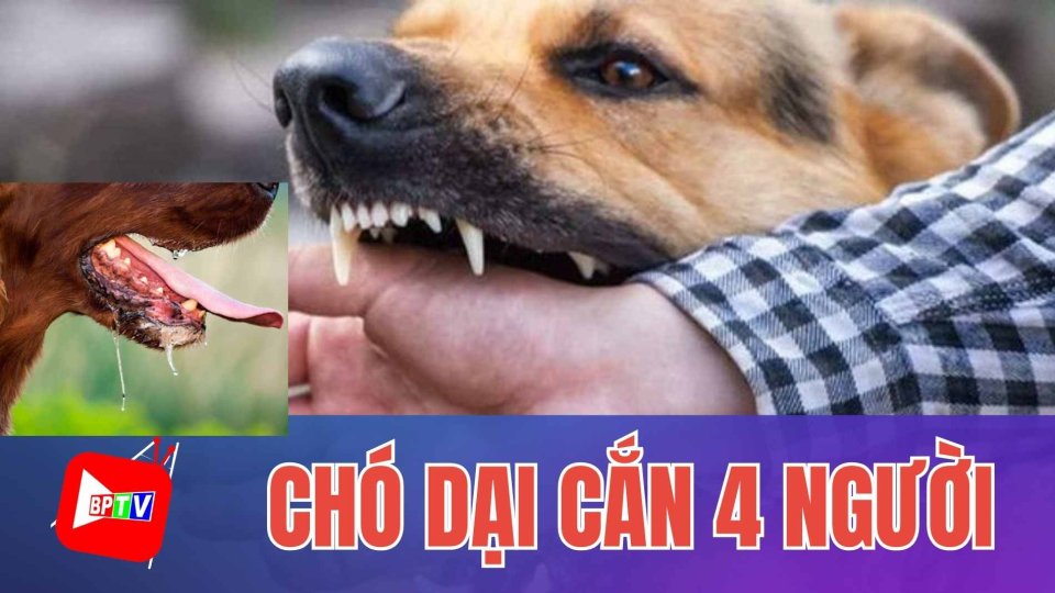 Bình Phước: Chó dại thả rông cắn 4 người |BPTV 