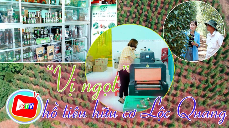  Bình Phước đất và người | Đi tìm “vị ngọt” hồ tiêu hữu cơ Lộc Quang