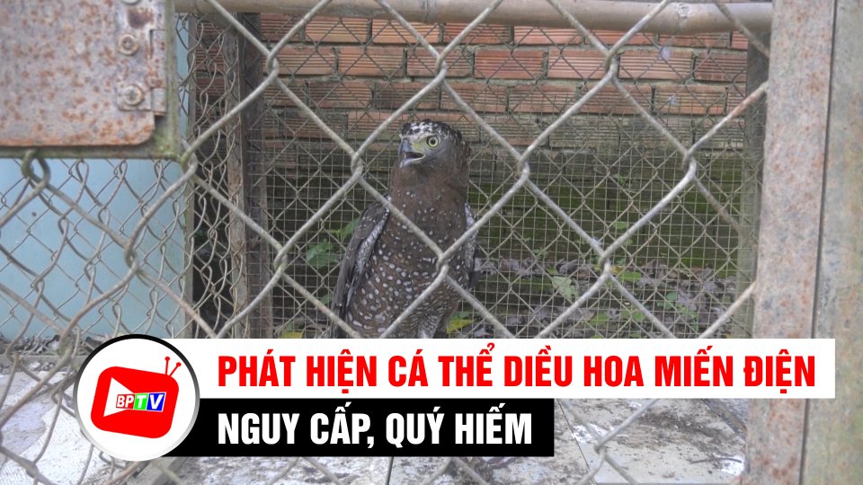 Bình Phước: Đi hái nấm mối, phát hiện cá thể Diều Hoa Miến Điện nguy cấp, quý hiếm | BPTV