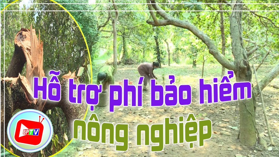 Bình Phước: Địa bàn và đối tương cây trồng nào được hỗ trợ phí bảo hiểm nông nghiệp?