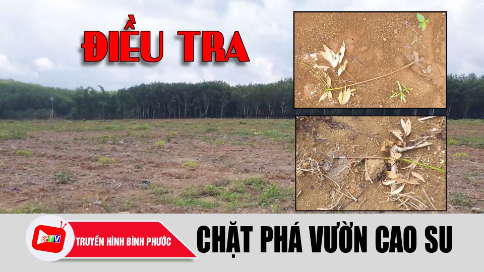 Bình Phước: Điều tra vụ hủy hoại vườn cao su của người từng tố cáo phá rừng |BPTV