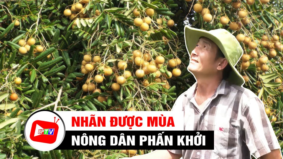 Bình Phước: Được mùa, nông dân trồng nhãn phấn khởi | BPTV