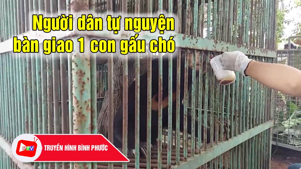 Bình Phước: Người dân tự nguyện bàn giao 1 con gấu chó bị nuôi nhốt |BPTV