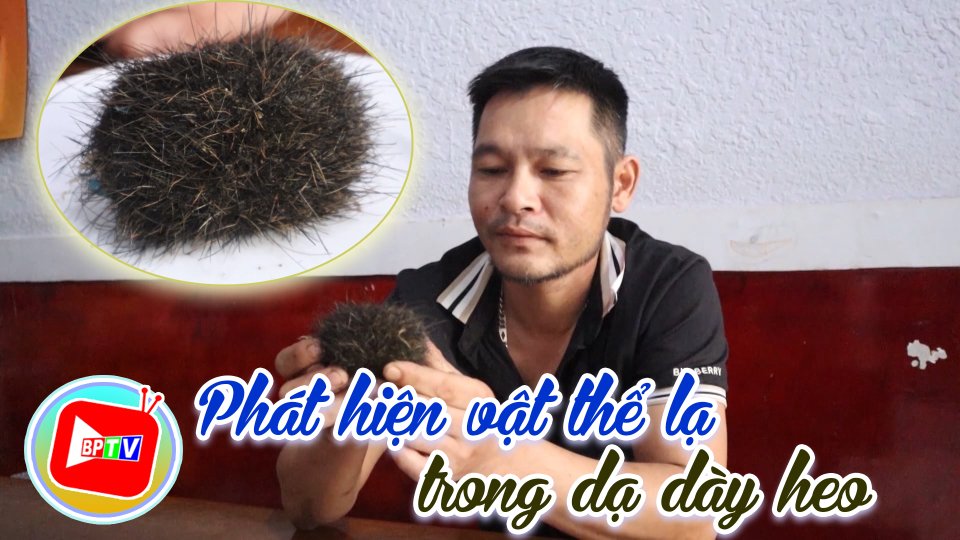 Bình Phước: Phát hiện vật lạ nghi 'trư sa' khi mổ heo 