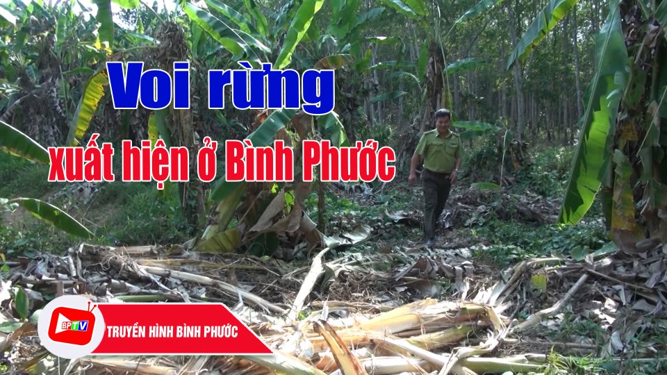 Bình Phước: Phát hiện voi rừng phá cây trồng của người dân |BPTV