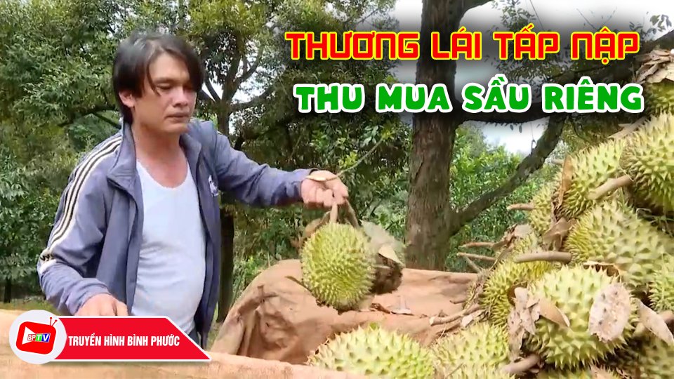 Bình Phước: Thương lái tấp nập thu mua sầu riêng, nông dân phấn khởi ||BPTV