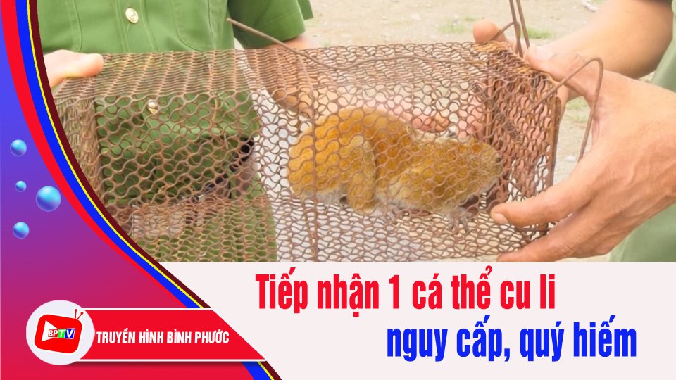 Bình Phước: Tiếp nhận 1 cá thể cu li nguy cấp, quý hiếm | BPTV